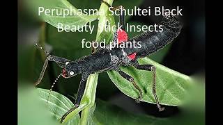 Peruphasma Schultei Black Beauty Stick Insects food plants [upl. by Kcirdec42]