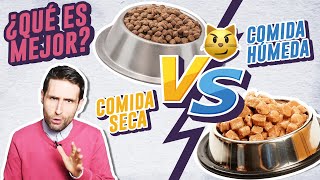 ¿Cómo alimentar a tu gato comida seca o húmeda 😼 Piensocuido VS latitaspatés ¿Qué es mejor [upl. by Auoh]