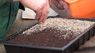 How To Sow Onions amp Leeks [upl. by Liddy381]