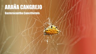 Araña Cangrejo Gasteracantha Cancriformis [upl. by Yt]