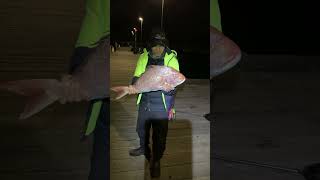 Portsea pier have big SNAPPER 🔥 [upl. by Dielu]