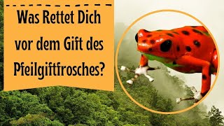 Wie wirkt das Gift der Pfeilgiftfrösche [upl. by Peper855]