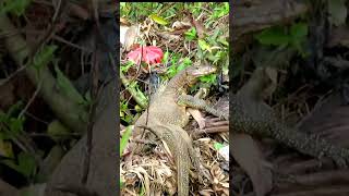 BERBURU BIAWAK BESAR sorts hunting [upl. by Ahselef199]