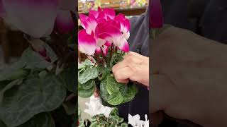 Cyclamen Plant Care Tips [upl. by Arezzini]