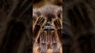 Discover the gentle giant Chilean Rose Tarantula [upl. by Fulks]