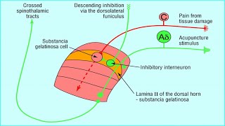 ACUPUNCTURE ANALGESIA PAIN FIBERS [upl. by Dranyar]