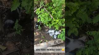 CHIKO CHIKI THE BUSEST CAT😂 cat kucingbikinngakak tingkahkucinglucu shortvideo kitten funny [upl. by Noll]