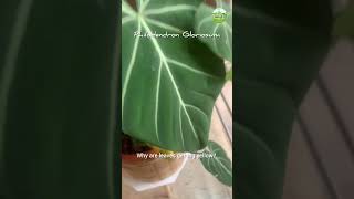 Philodendron Gloriosum  shorts philodendrongloriosum azmiagriculture [upl. by Seilenna256]