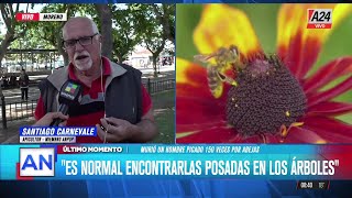 🐝 UN HOMBRE MURIÓ PICADO POR ABEJAS EN ROSARIO HABLAMOS CON UN EXPERTO [upl. by Nemraciram]