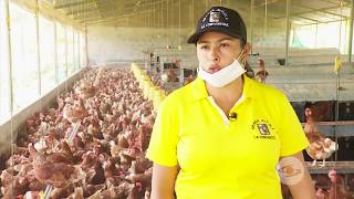 Nidales plásticos para gallinas ponedoras  La Finca de Hoy [upl. by Layman]