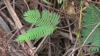 Mimosa pudica This Is a [upl. by Nehgem]