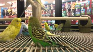 Pet store Parakeets [upl. by Ysnat938]