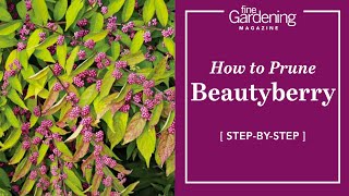 How to Prune Beautyberry [upl. by Arelc]