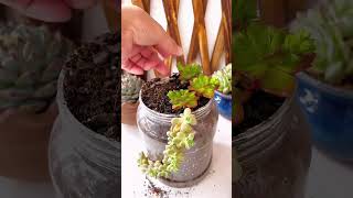 Succulent Recycling Secrets Every DIY Enthusiast Should Know [upl. by Gottuard359]