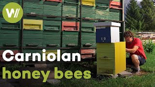 Revitalisation of Carniolan bees and restoration of their unique hives  Master of Bees Slovenia [upl. by Yrret]