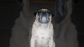 Sath chal ta h koi subscribe pug oscar doglover pets animals cuteanimals [upl. by Clari847]