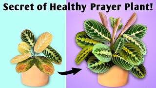 The Secret of Prayer Plant Healthy Growth Prayer Plant Potting Soil Prayer Plant Care Indoor [upl. by Kaitlyn232]