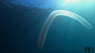 Pyrosome  Diving Tenerife  OCEANCANARIES [upl. by Ssyla]