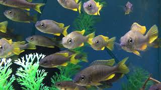 Red Fin Borleyi Cichlids [upl. by Lezirg]