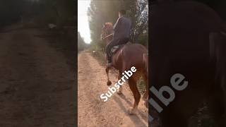 Horse riding animal animals horse horses subscribe [upl. by Ociram]