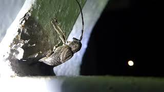 Longhorned Beetle Cerambycidae MCM Nature Discovery Villas Frasers Hill Malaysia 13 July 2024 [upl. by Joann742]