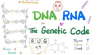 DNA RNA mRNA tRNA rRNA and the Genetic Code  Molecular Biology [upl. by Pulcheria36]