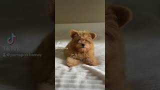 dog puppy pomapoo funnyvideo cute [upl. by Lletniuq]