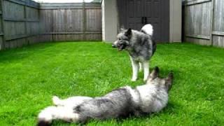 Toby amp Quinn Norwegian Elkhounds Playing After a Bath [upl. by Wald]