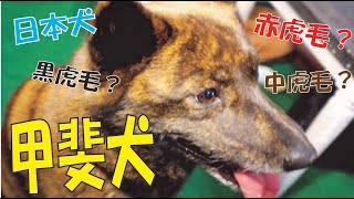 【飼い主に忠実な日本犬】見事な虎毛に注目！甲斐犬スペシャル！ [upl. by Brandtr932]