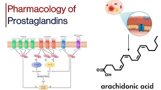 Synthesis of Prostaglandins Prostanoid Receptors Primary Signaling Pathways thepharmaguidechannel [upl. by Schatz]