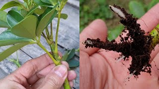 How to grow Schefflera plant from cuttings  Propagate the Schefflera plants  Umbrella Tree [upl. by Blim242]