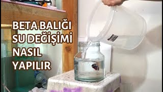 Beta Balığı Su Değişimi Nasıl Yapılır [upl. by Aihsak122]