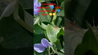 Commelina communis botanywithyoutube medicinalplants ytshorts garden koreanmusickoreanmix [upl. by Yrroc]