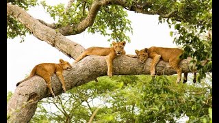 QUEEN ELIZABETH NATIONAL PARK SHINES AS THE MEDLEY OF WONDERS exploreuganda queenelizabeth [upl. by Aisatsan951]