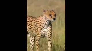 cheetah vs deer Tera Baap Aaya song video [upl. by Mohammad74]