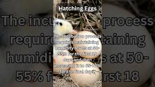 Hatching Chicken Eggs [upl. by Aillemac116]