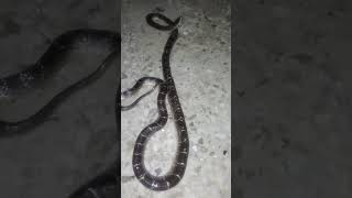 A very poisonous and deadly snake Sangchor  Common krait  Bungarus caeruleus [upl. by Bradleigh]