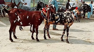 Bakra Mandi sahiwal ki update beetal Bachon wali Bakrian 03124058010 Altaf goat farm [upl. by Ahsennek]