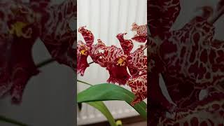 Odontocidium Stirbic Red she loves to bloom and I love her blooms D semihydro orchid plants [upl. by Ahsenek301]