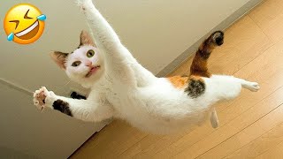 Funniest and Cutest Cat Video Compilation 😂❤️  Part One [upl. by Airotna466]