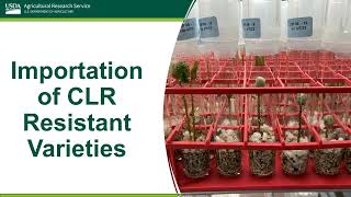 Coffee Germplasm and Rust Resistant Varieties [upl. by Langston]