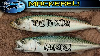 How to catch Mackerel  TAFishing [upl. by Enelie]