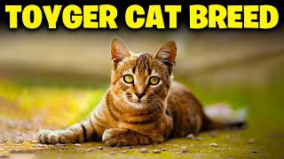 Toyger Cat Breed 101 Everything You Need To Know [upl. by Beeson745]