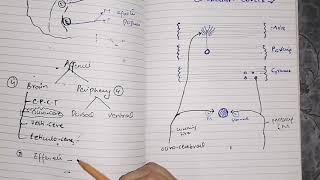 Function unit of cerebellar cortex guyton 57 part 3 neuronal circuit of functional unit [upl. by Fawne]