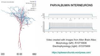 Parvalbumin interneurons [upl. by Gudrun]