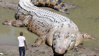 10 Cocodrilos Mas GIGANTESCOS De La Historia [upl. by Christophe950]