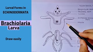 how to draw Brachiolaria Larva step by step easily  BRACHIOLARIA LARVA [upl. by Yzeerb]