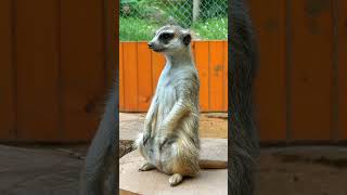 Meerkat  Animals videos  meerkats facts  Jungle ma mangal tv [upl. by Firman]