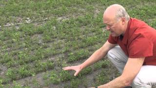 Dryland Pastures  Effective irrigation of lucerne alfalfa [upl. by Osmond266]