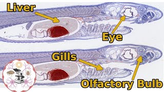 Shark Dogfish Anatomy  An Overview with Histology [upl. by Hinda]